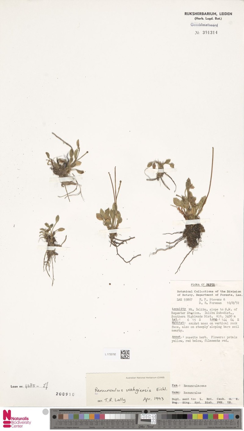Ranunculus wahgiensis photo 4