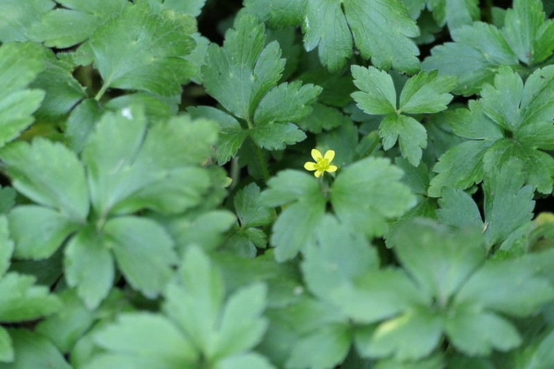 Ranunculus wallichianus photo 2