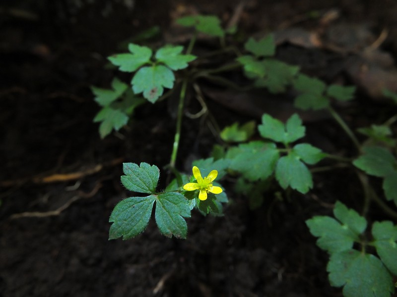 Ranunculus wallichianus photo 4