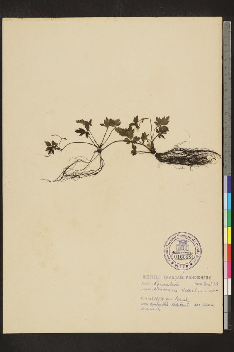Ranunculus wallichianus photo 5