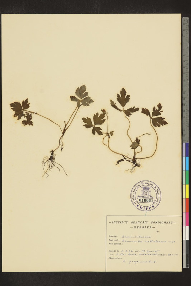 Ranunculus wallichianus photo 6