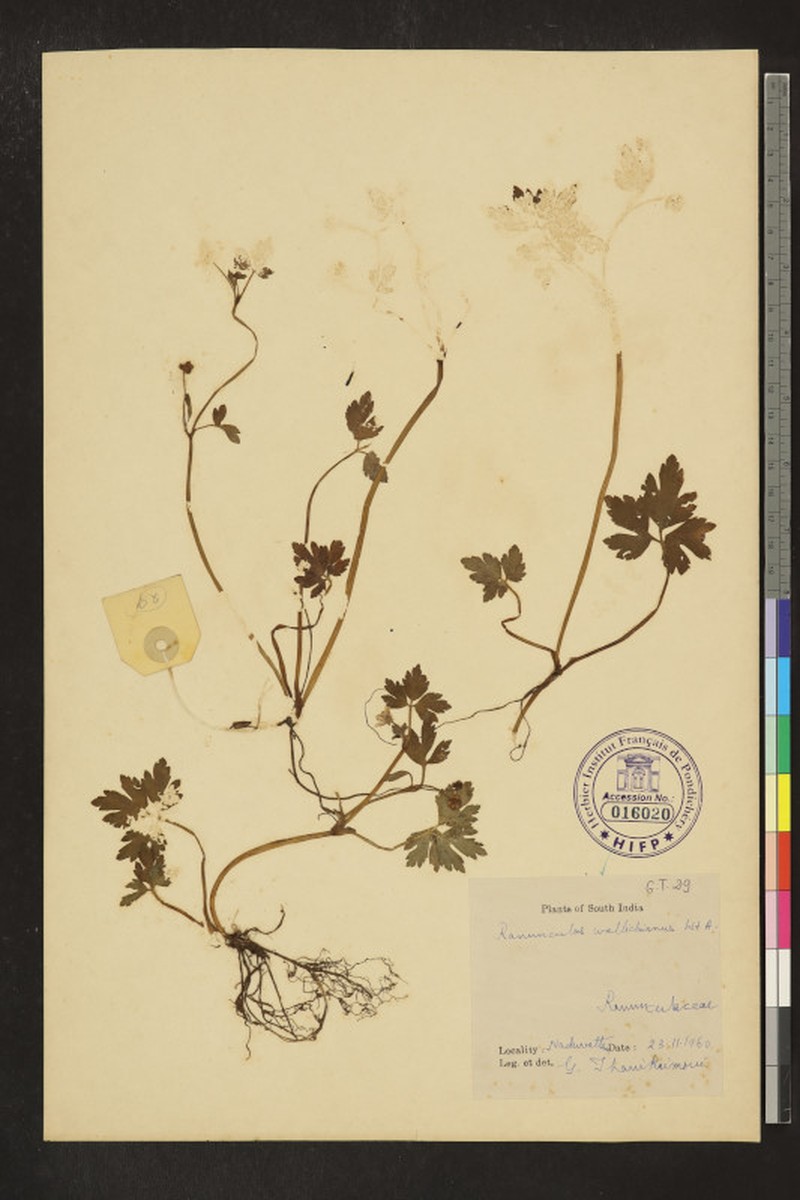 Ranunculus wallichianus photo 7