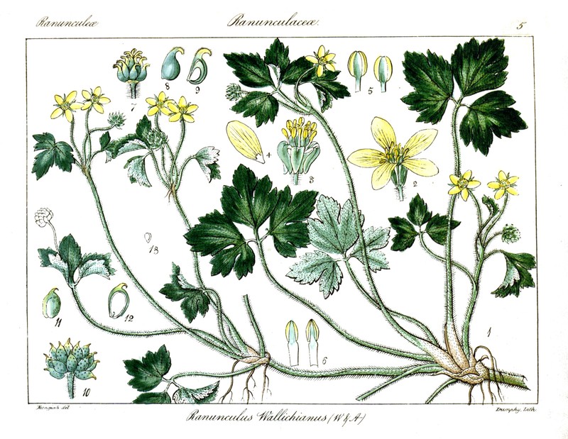Ranunculus wallichianus