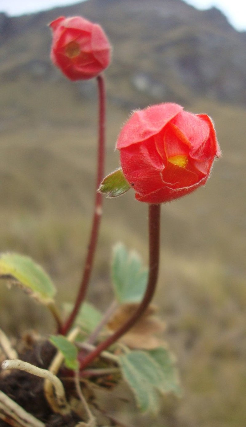Ranunculus weberbaueri photo 2