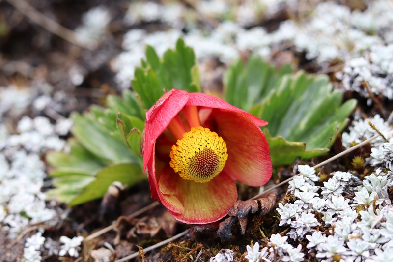 Ranunculus weberbaueri
