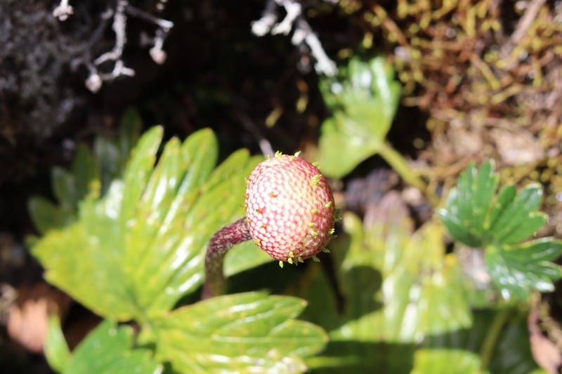 Ranunculus weberbaueri photo 4