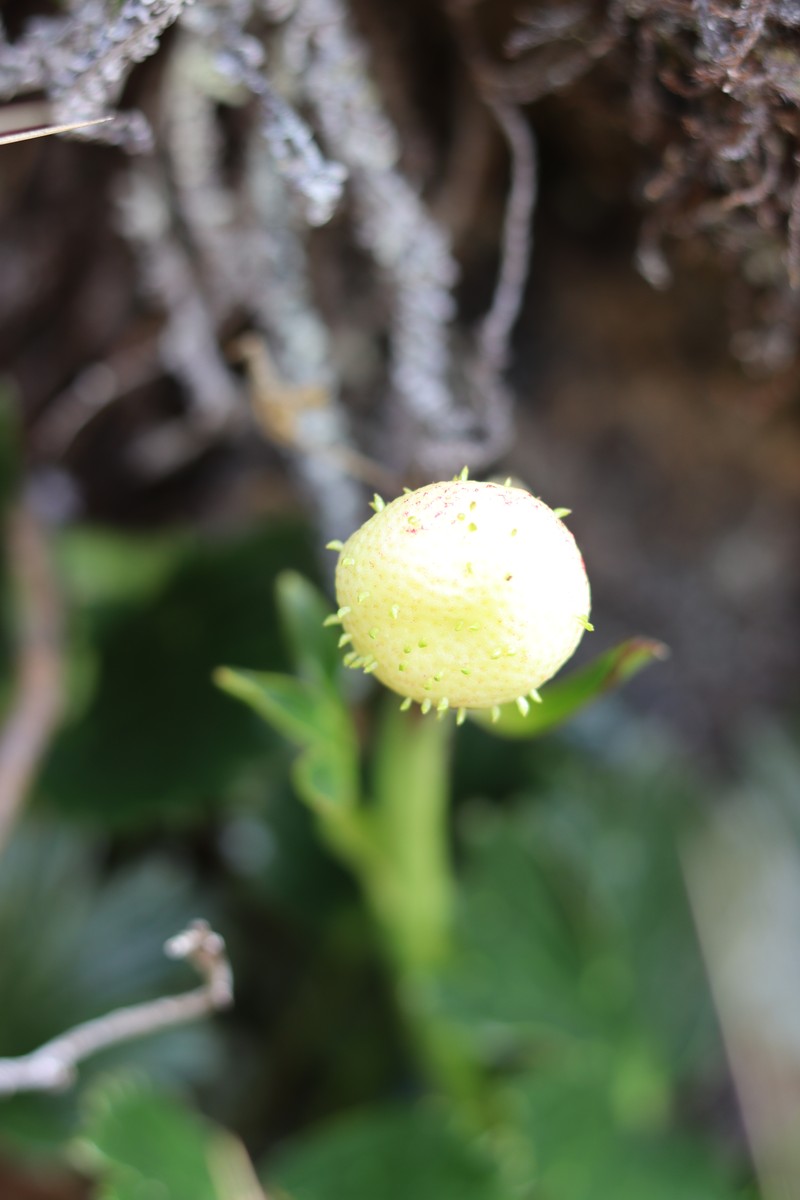 Ranunculus weberbaueri photo 6