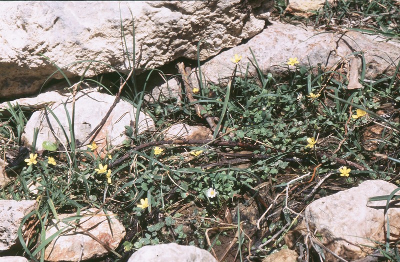 Ranunculus weyleri photo 2