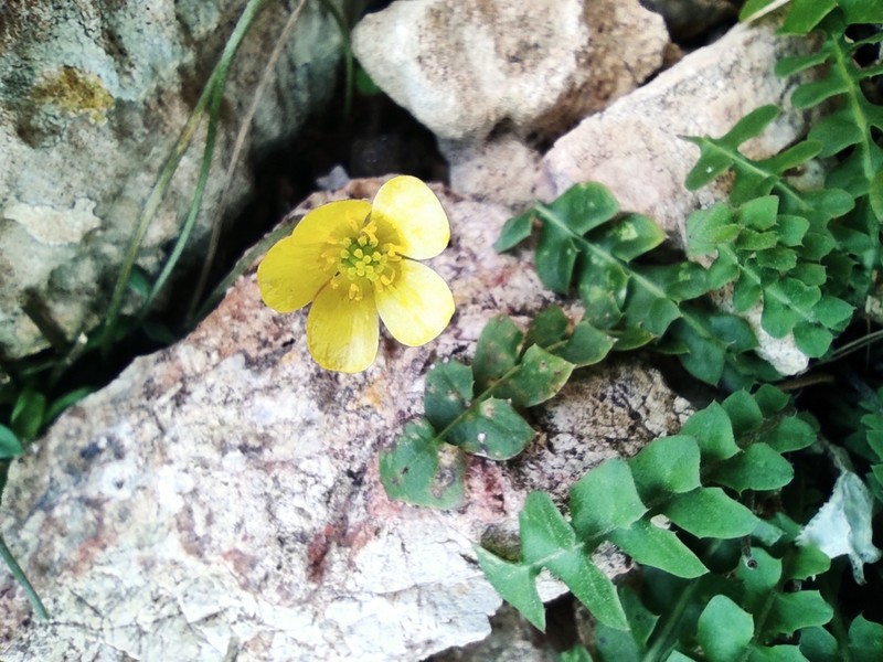Ranunculus weyleri photo 3