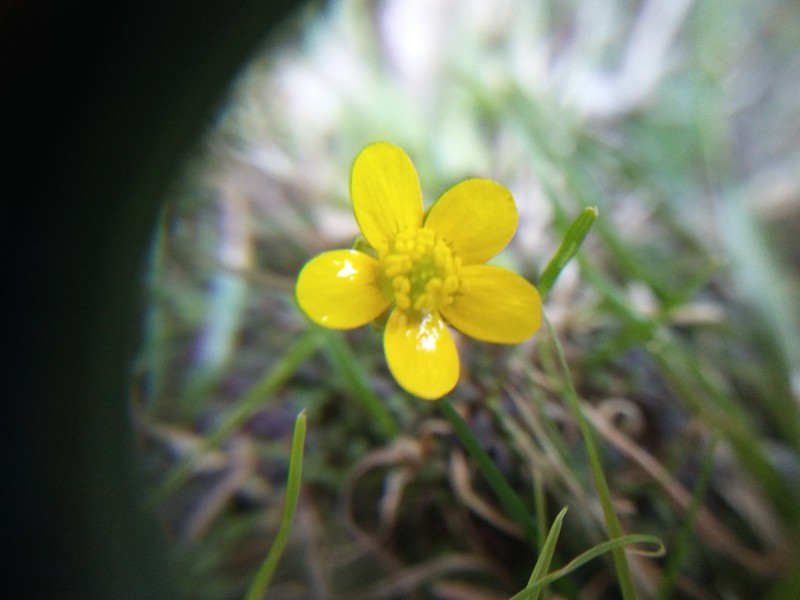 Ranunculus weyleri photo 4