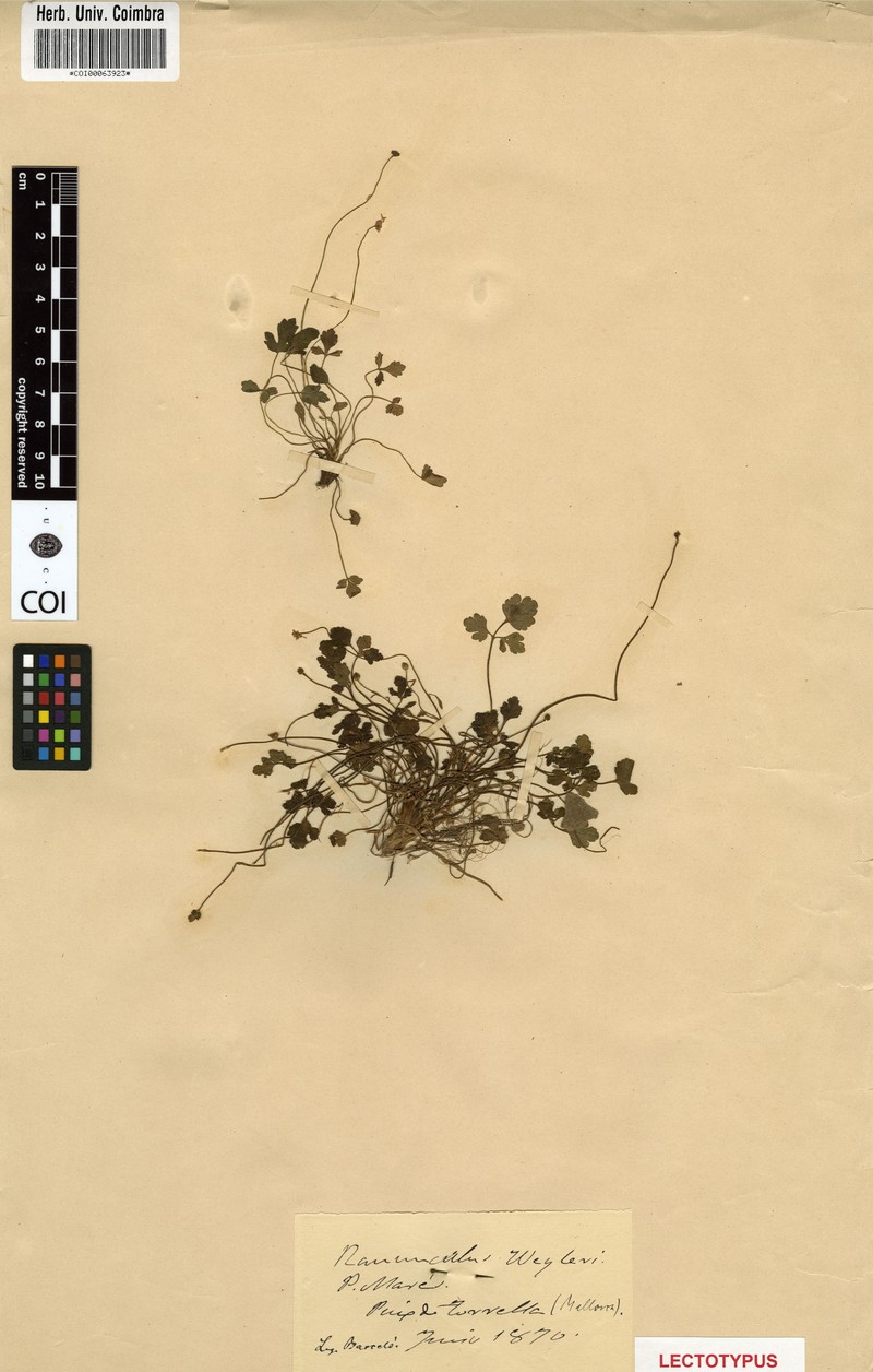 Ranunculus weyleri