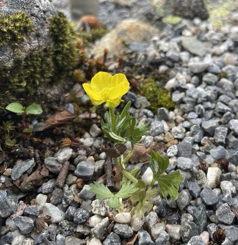 Ranunculus wilanderi
