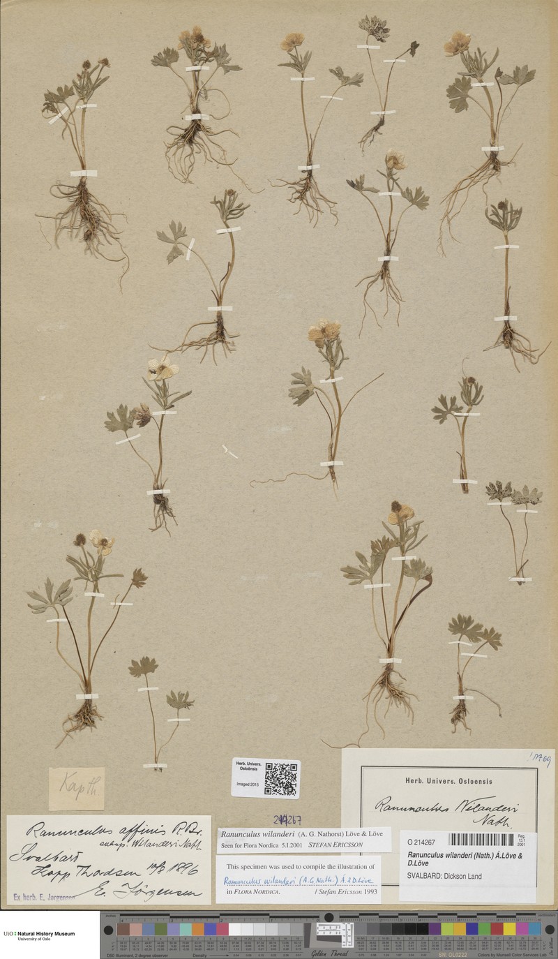 Ranunculus wilanderi photo 2