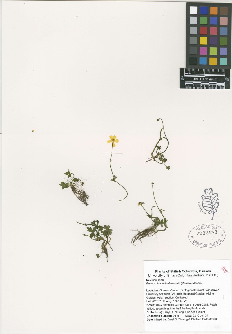 Ranunculus yakushimensis