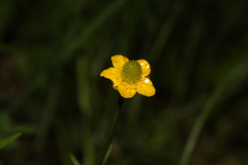 Ranunculus yatsugatakensis