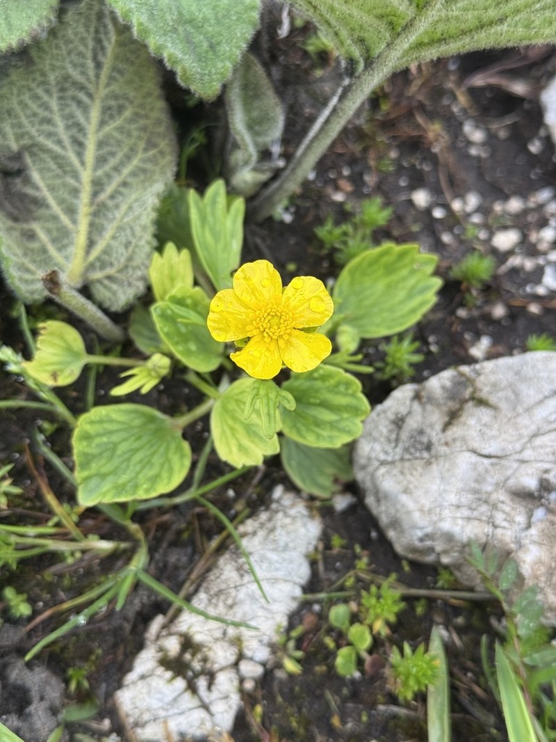 Ranunculus yunnanensis