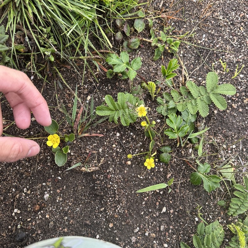 Ranunculus yunnanensis photo 2