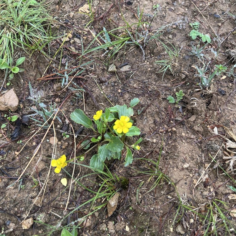 Ranunculus yunnanensis photo 3