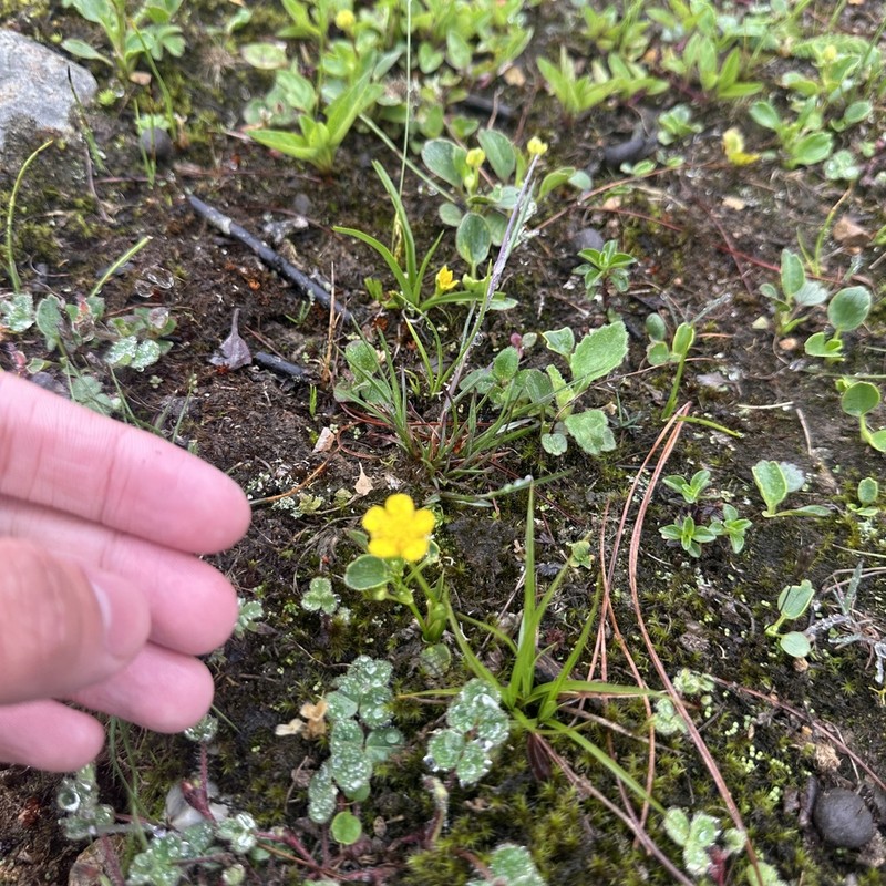 Ranunculus yunnanensis photo 4