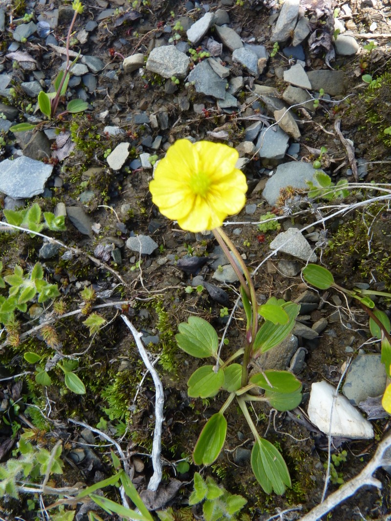 Ranunculus yunnanensis photo 5