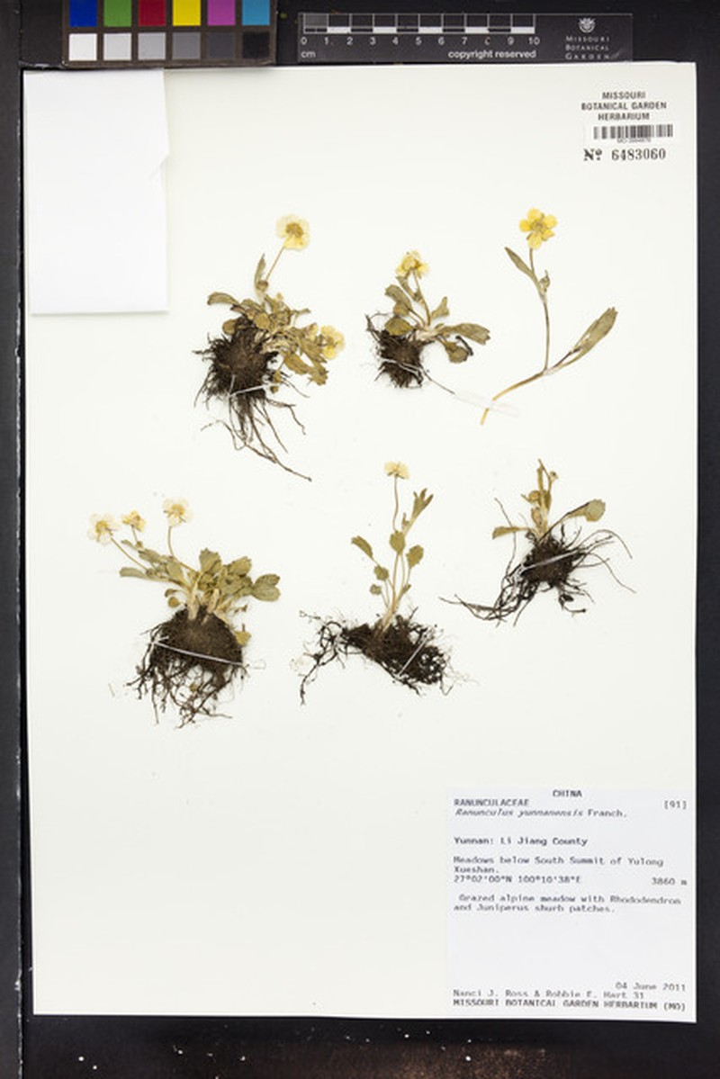 Ranunculus yunnanensis photo 7
