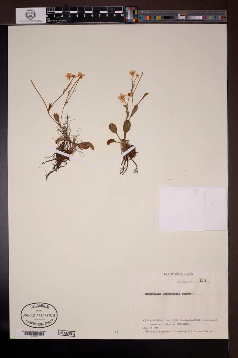 Ranunculus yunnanensis photo 8