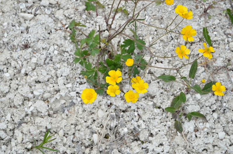 Ranunculus zapalowiczii photo 2