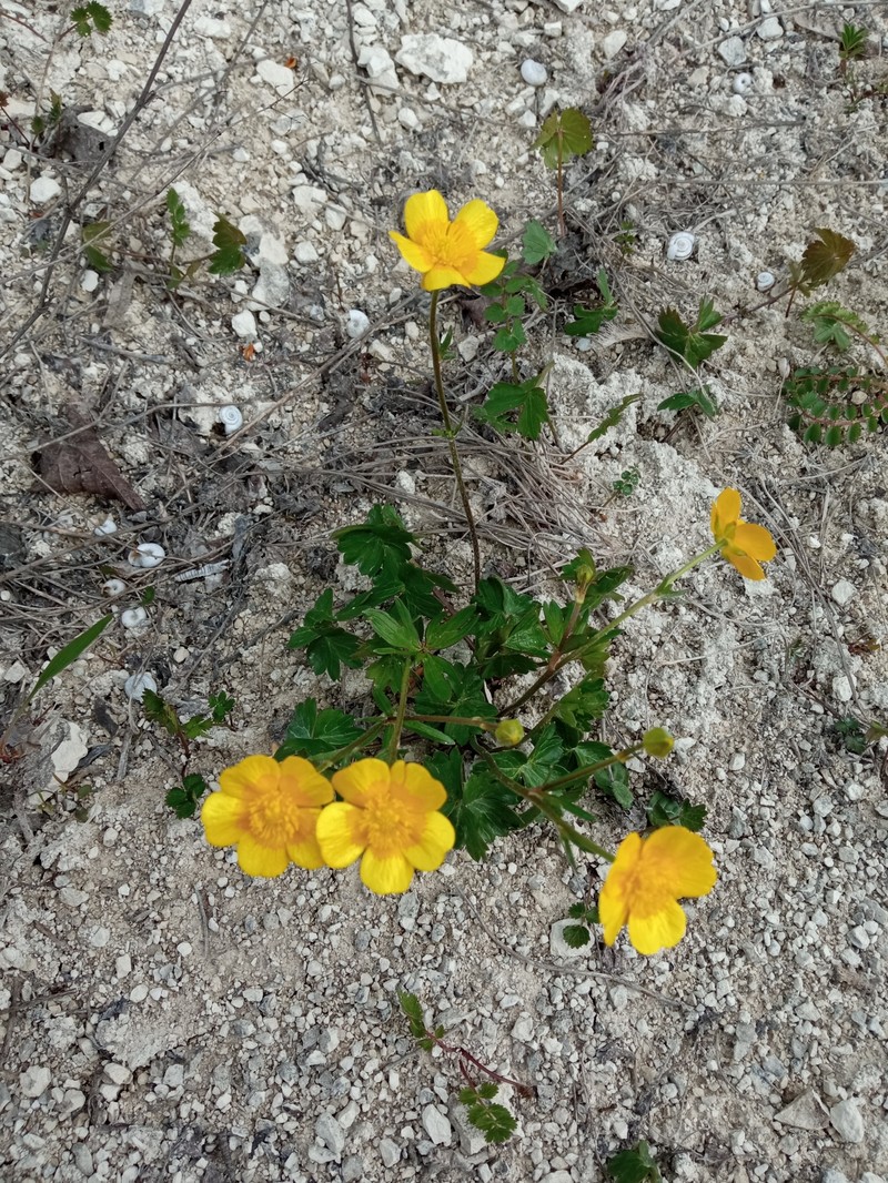Ranunculus zapalowiczii photo 4