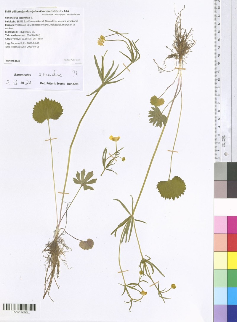Ranunculus zmudae