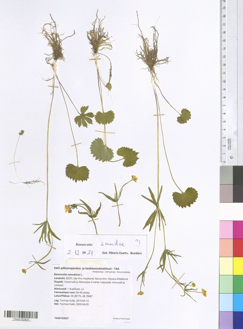 Ranunculus zmudae photo 2