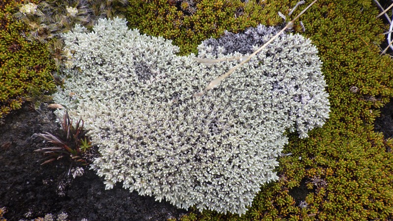 Raoulia hectorii var. hectorii