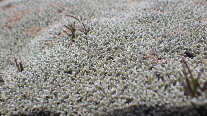 Raoulia hectorii var. hectorii photo 2