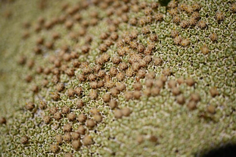 Raoulia hectorii var. mollis