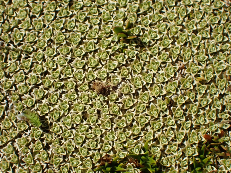 Raoulia hectorii var. mollis photo 2