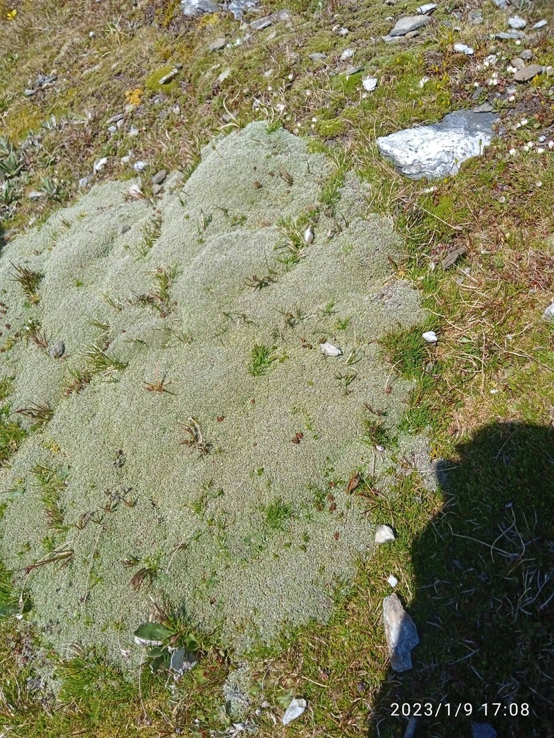 Raoulia hectorii var. mollis photo 3