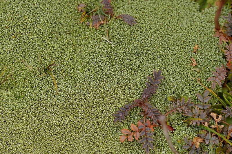 Raoulia hectorii var. mollis photo 4