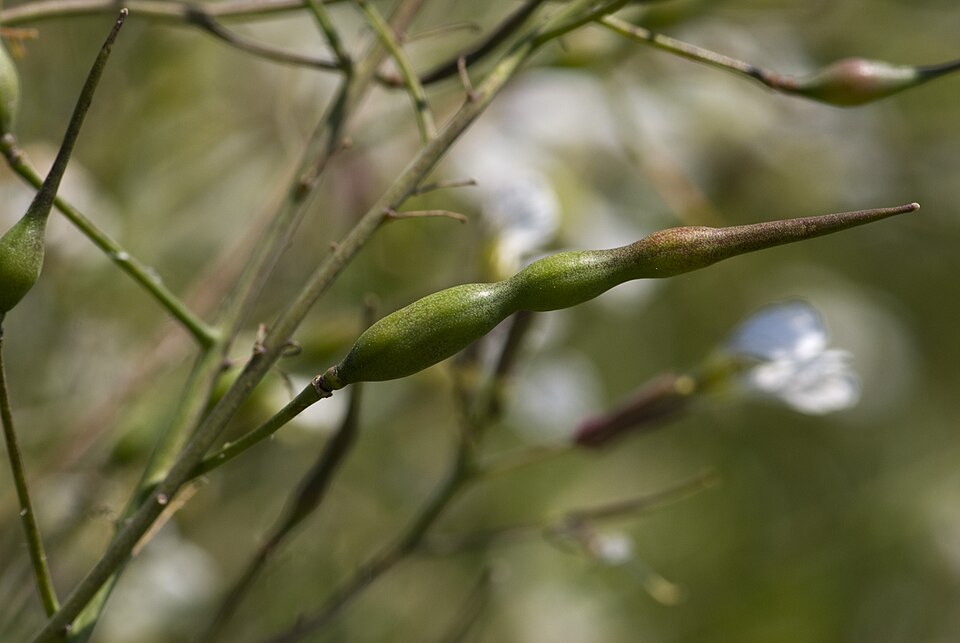 Wild Radish photo 4