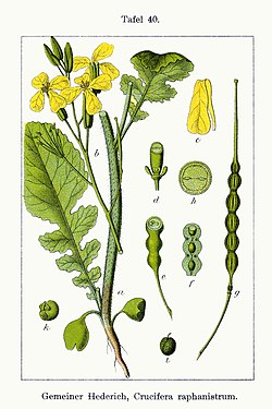 Wild Radish