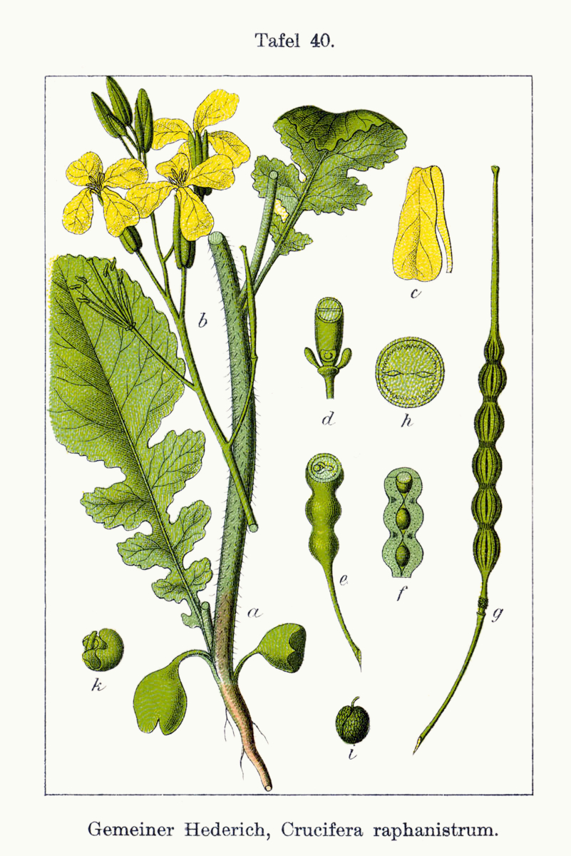 Wild Radish