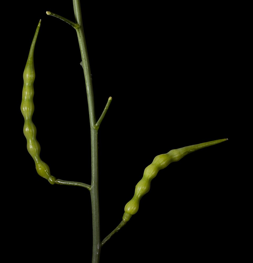 Wild Radish photo 5