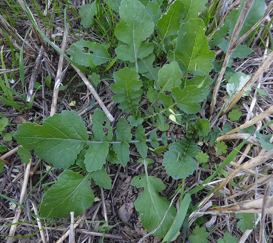 Wild Radish photo 6