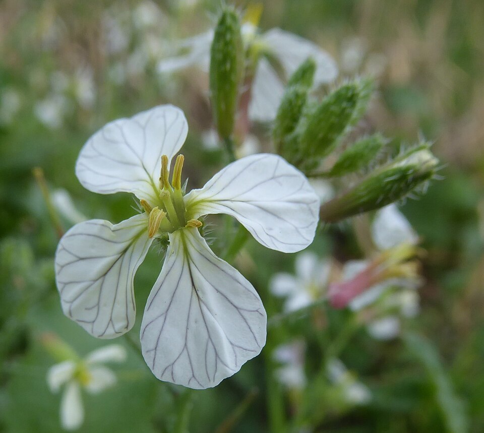 Wild Radish photo 7