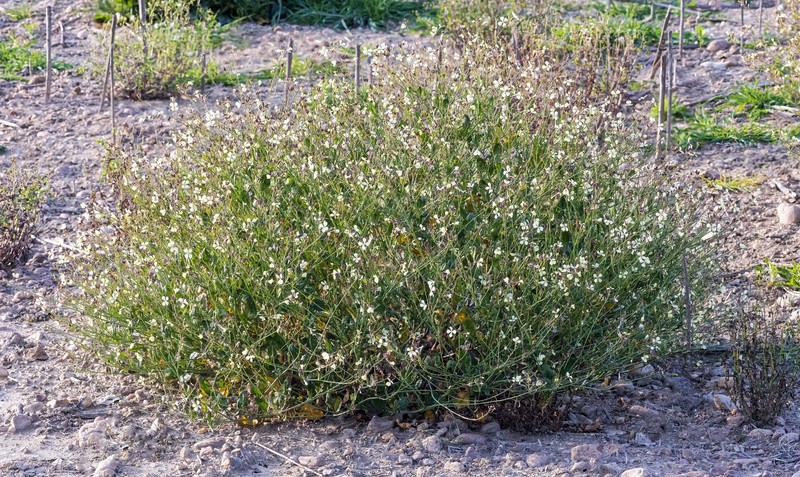 Wild Radish photo 2