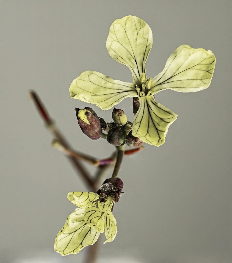 Wild Radish photo 3