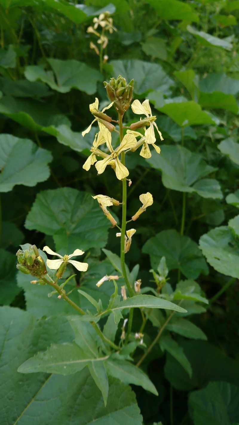 Wild Radish photo 8