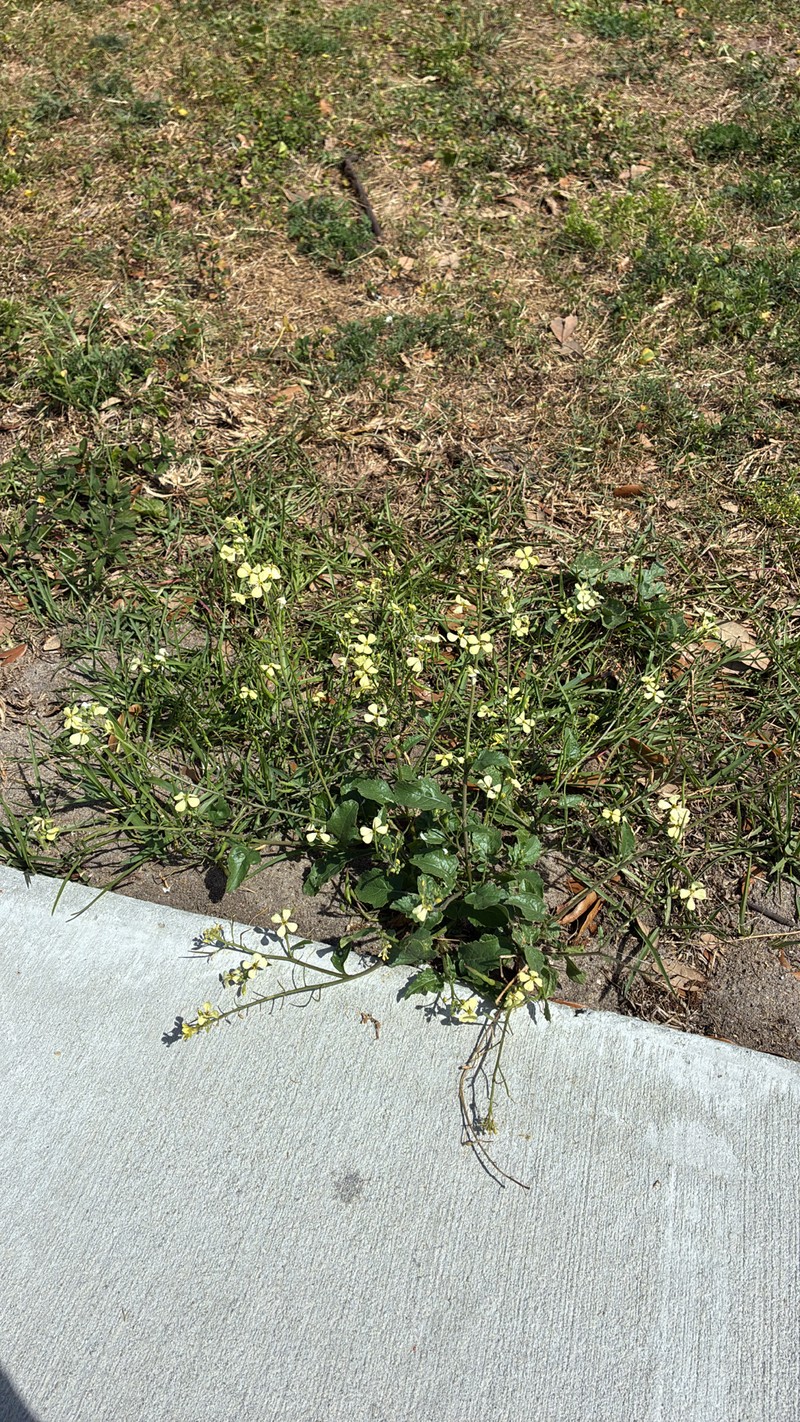 Raphanus raphanistrum subsp. raphanistrum