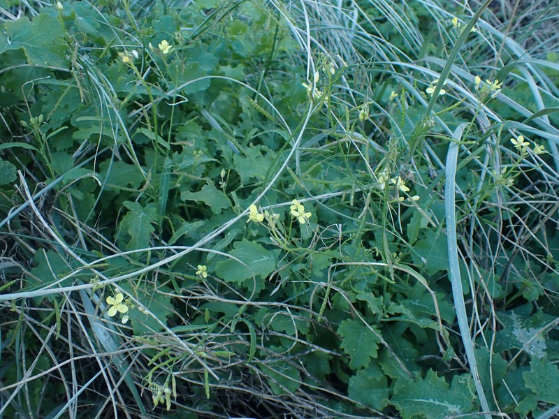 Raphanus raphanistrum subsp. raphanistrum photo 2