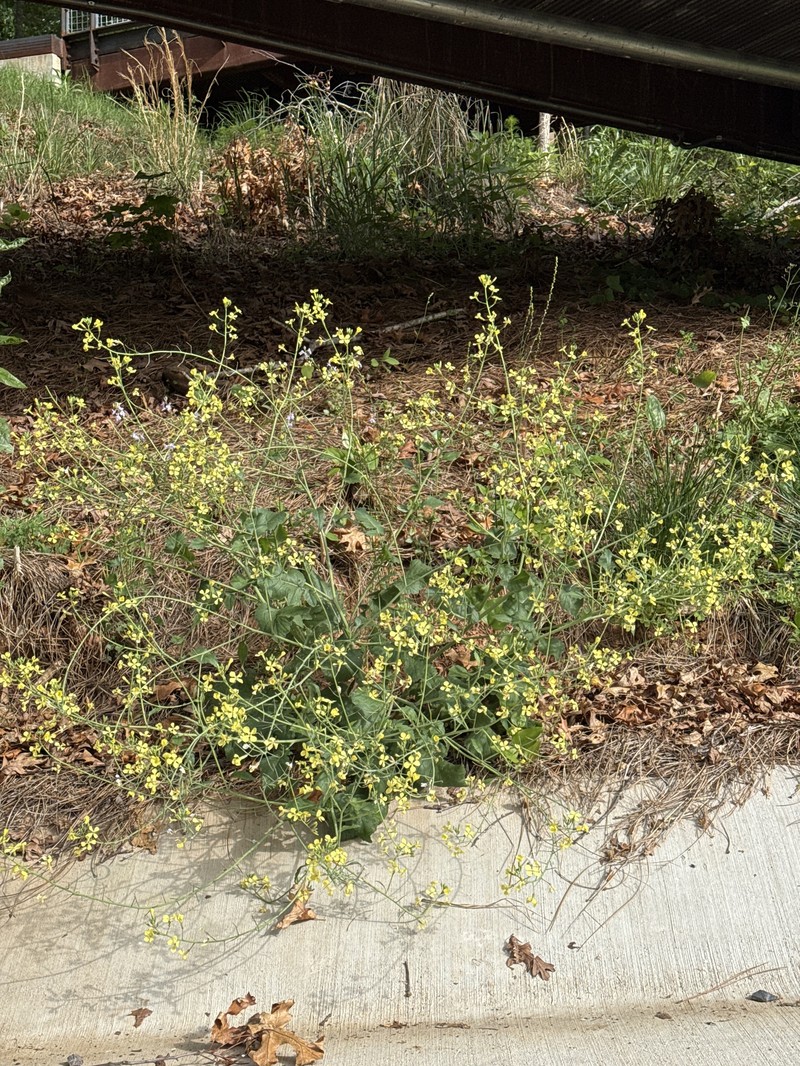 Raphanus raphanistrum subsp. raphanistrum photo 3