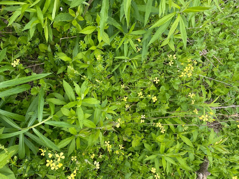 Raphanus raphanistrum subsp. raphanistrum photo 4