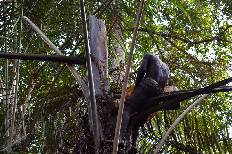 Ivory Coast Raphia Palm